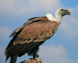 Ketoprofen should ban to save vultures